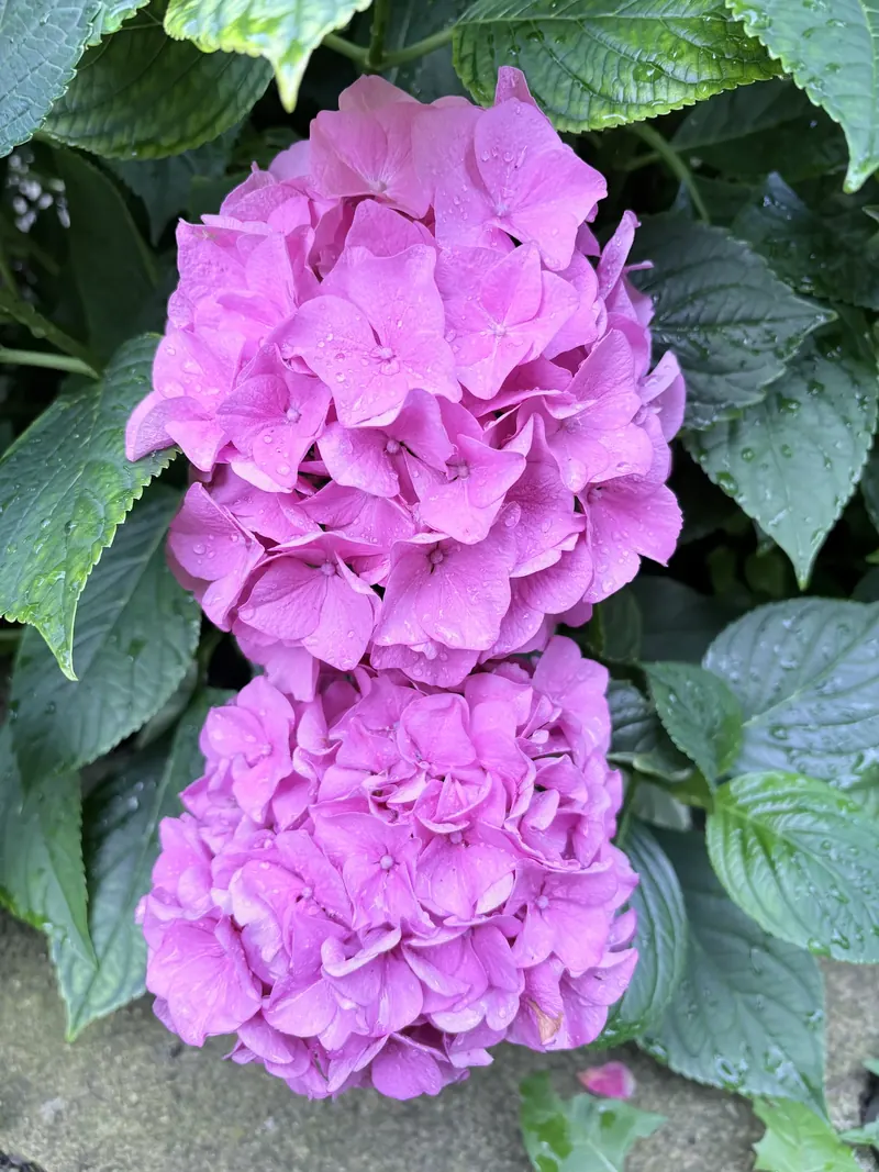 Grădină – hortensie