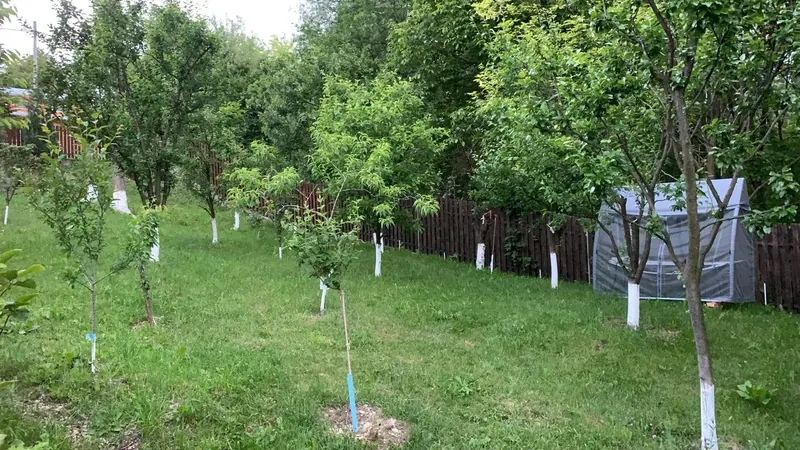 Curtea și livada Casei Primăverii